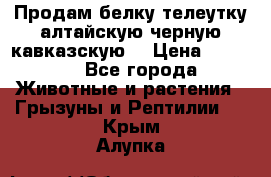 Продам белку телеутку алтайскую,черную кавказскую. › Цена ­ 5 000 - Все города Животные и растения » Грызуны и Рептилии   . Крым,Алупка